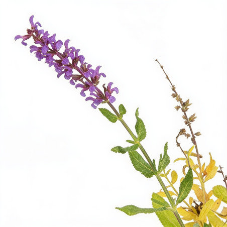 Sauge nemorosa 20cm Godet 9cm - Salvia