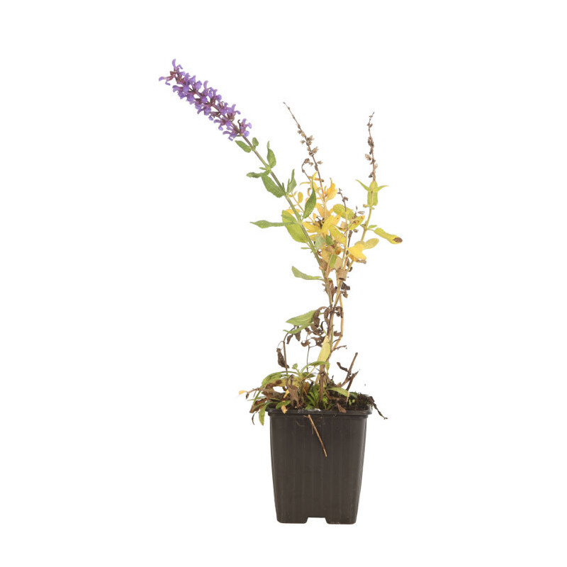Sauge nemorosa Mainacht 20cm Godet 9cm - Salvia