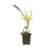 Sauge nemorosa Mainacht 20cm Godet 9cm - Salvia