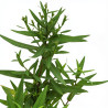 Aster dumosus Professor Anton Kippenberg 20cm Godet 9cm - Aster