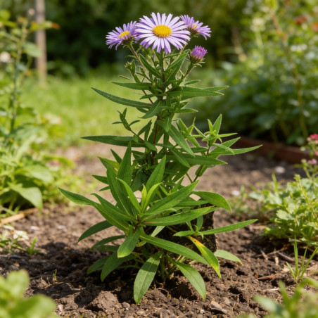 Aster dumosus Professor Anton Kippenberg 20cm Godet 9cm - Aster