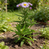 Aster dumosus Professor Anton Kippenberg 20cm Godet 9cm - Aster