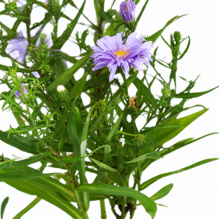Aster dumosus Lady In Blue 20cm Godet 9cm - Aster