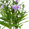 Aster dumosus Lady In Blue 20cm Godet 9cm - Aster