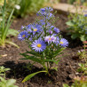 Aster dumosus Lady In Blue 20cm Godet 9cm - Aster