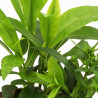 Aster Jenny 20cm Godet 9cm - Aster
