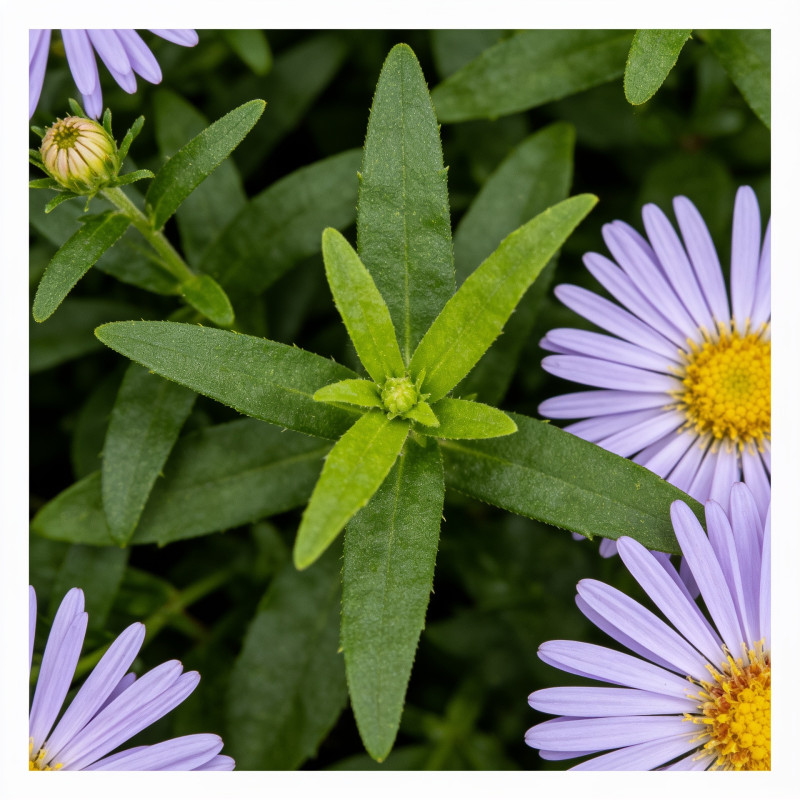 Aster Herbstgruss Vom Bresserhof 20cm Godet 9cm - Aster