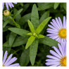 Aster Herbstgruss Vom Bresserhof 20cm Godet 9cm - Aster