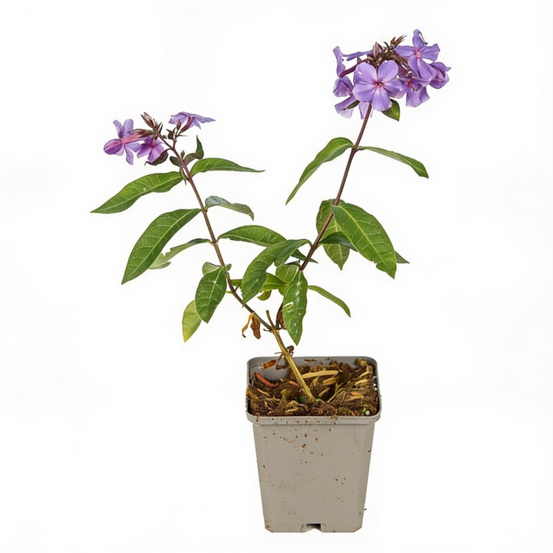 Phlox paniculata Blue Paradise 20cm Godet 9cm - Phlox