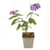 Phlox paniculata Blue Paradise 20cm Godet 9cm - Phlox