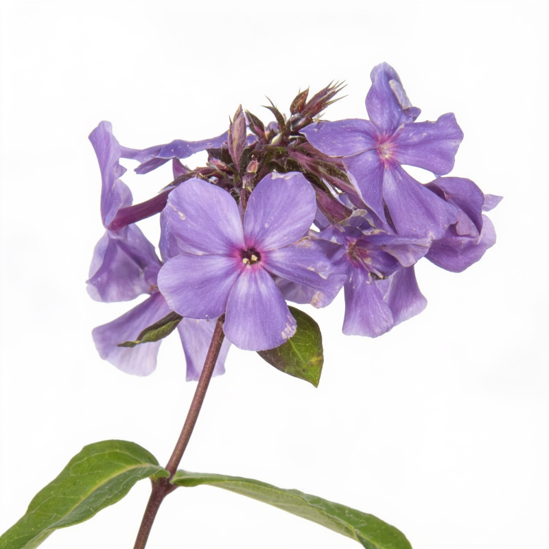 Phlox paniculata Blue Paradise 20cm Godet 9cm - Phlox