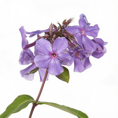 Phlox paniculata Blue Paradise 20cm Godet 9cm - Phlox