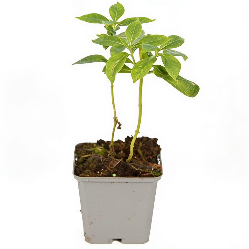 Phlox paniculata White Admiral 20cm Godet 9cm - Phlox