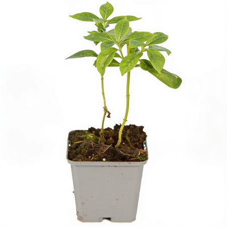 Phlox paniculata White Admiral 20cm Godet 9cm - Phlox