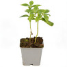Phlox paniculata White Admiral 20cm Godet 9cm - Phlox