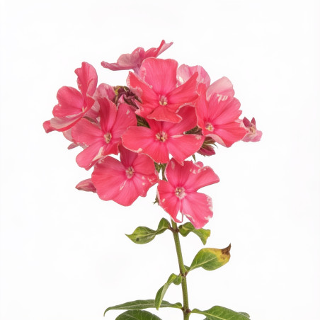 Phlox Tenor 20cm Godet 9cm - Phlox