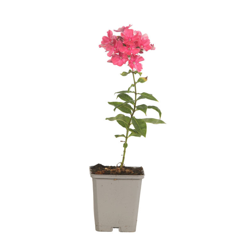 Phlox Tenor 20cm Godet 9cm - Phlox