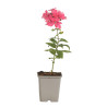 Phlox Tenor 20cm Godet 9cm - Phlox