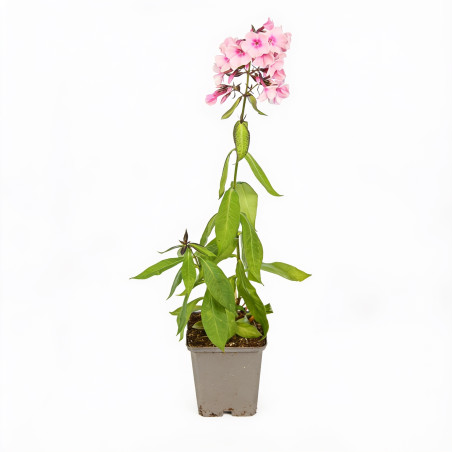 Phlox Bright Eyes 20cm Godet 9cm - Phlox