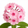 Phlox Bright Eyes 20cm Godet 9cm - Phlox