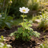 Anémone sylvestris 20cm Godet 9cm - Anemone