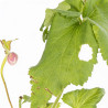 Anémone xhybrida Königin Charlotte 20cm Godet 9cm - Anemone