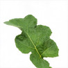 Acanthe mollis 20cm Godet 9cm - Acanthus