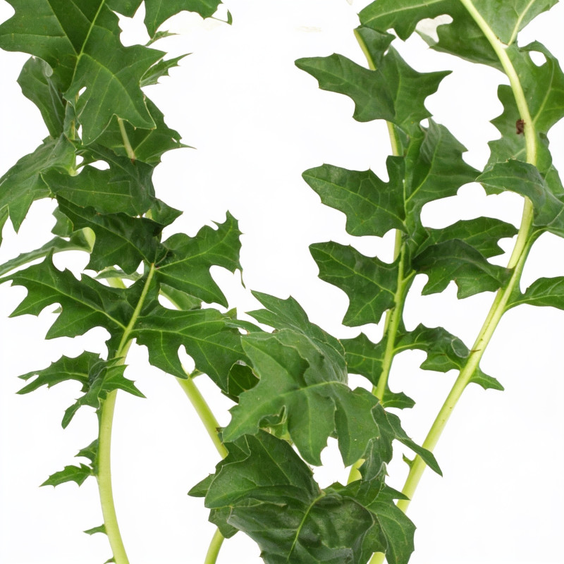 Acanthe spinosus 20cm Godet 9cm - Acanthus