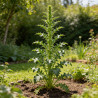 Acanthe spinosus 20cm Godet 9cm - Acanthus