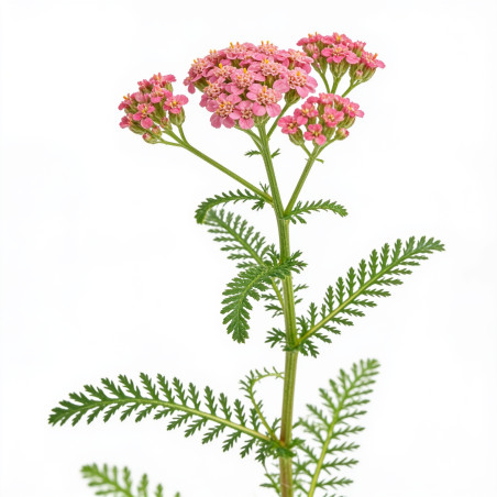 Achillée millefolium Cerise Queen 20cm Godet 9cm - Achillea