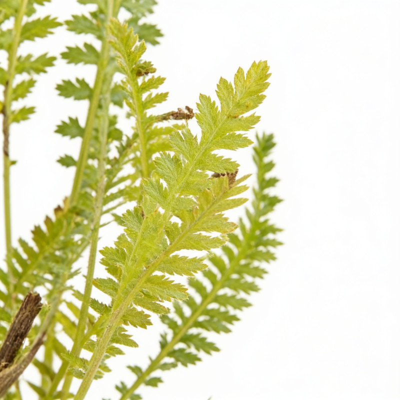 Achillée Coronation Gold 20cm Godet 9cm - Achillea