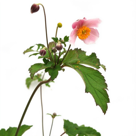 Anémone hupehensis September Charm 20cm Godet 9cm - Anemone