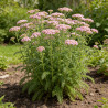 Achillée millefolium Lilac Beauty 20cm Godet 9cm - Achillea