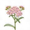 Achillée millefolium Lilac Beauty 20cm Godet 9cm - Achillea