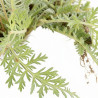 Achillée Terracotta 20cm Godet 9cm - Achillea