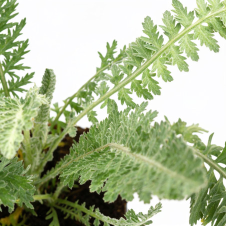 Achillée Moonshine 20cm Godet 9cm - Achillea
