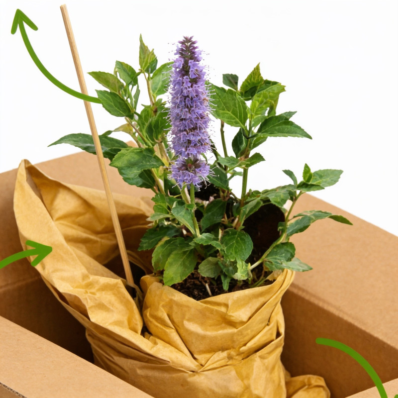 Agastache Blue Fortune 20cm Godet 9cm - Agastache