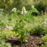 Agastache rugosa Alabaster 20cm Godet 9cm - Agastache