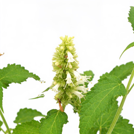 Agastache rugosa Alabaster 20cm Godet 9cm - Agastache