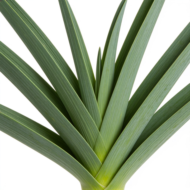 Ail d'ornement Globemaster 30cm Pot 1L - Allium