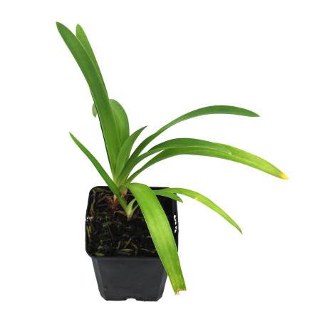 Agapanthe africanus 20cm Godet 9cm - Agapanthus