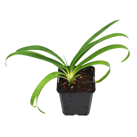 Agapanthe africanus Albus 20cm Godet 9cm - Agapanthus