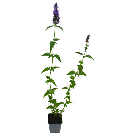 Agastache Black Adder 20cm Godet 9cm - Agastache