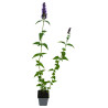 Agastache Black Adder 20cm Godet 9cm - Agastache