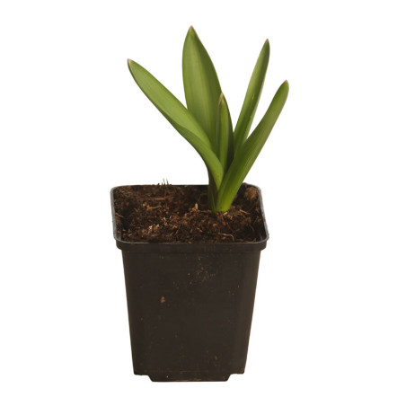 Ail d'ornement aflatunense Purple Sensation 20cm Godet 9cm - Allium