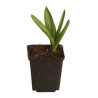 Ail d'ornement aflatunense Purple Sensation 20cm Godet 9cm - Allium