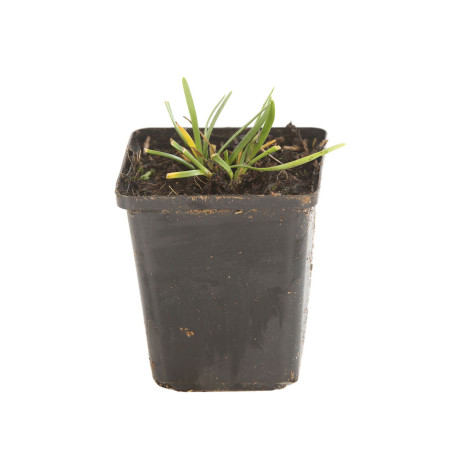 Ail d'ornement Millenium 20cm Godet 9cm - Allium