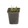 Ail d'ornement Millenium 20cm Godet 9cm - Allium