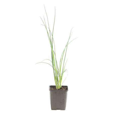 Ail d'ornement schoenoprasum 20cm Godet 9cm - Allium