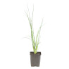 Ail d'ornement schoenoprasum 20cm Godet 9cm - Allium